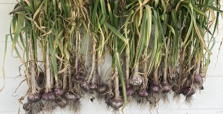 organic garlic flinders island
