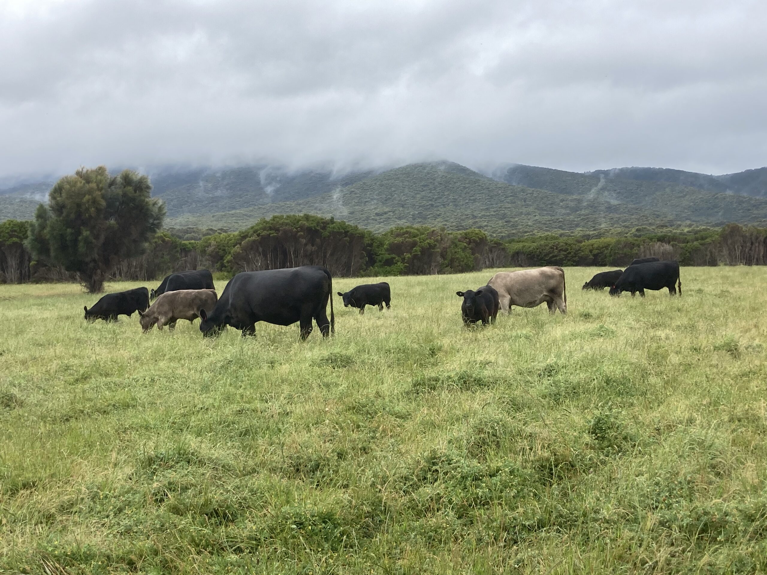 IMG_0995 SDBarrett&ACBlyth, cattle, farming, flinders island, tasmania, australia , murray grey, angus
