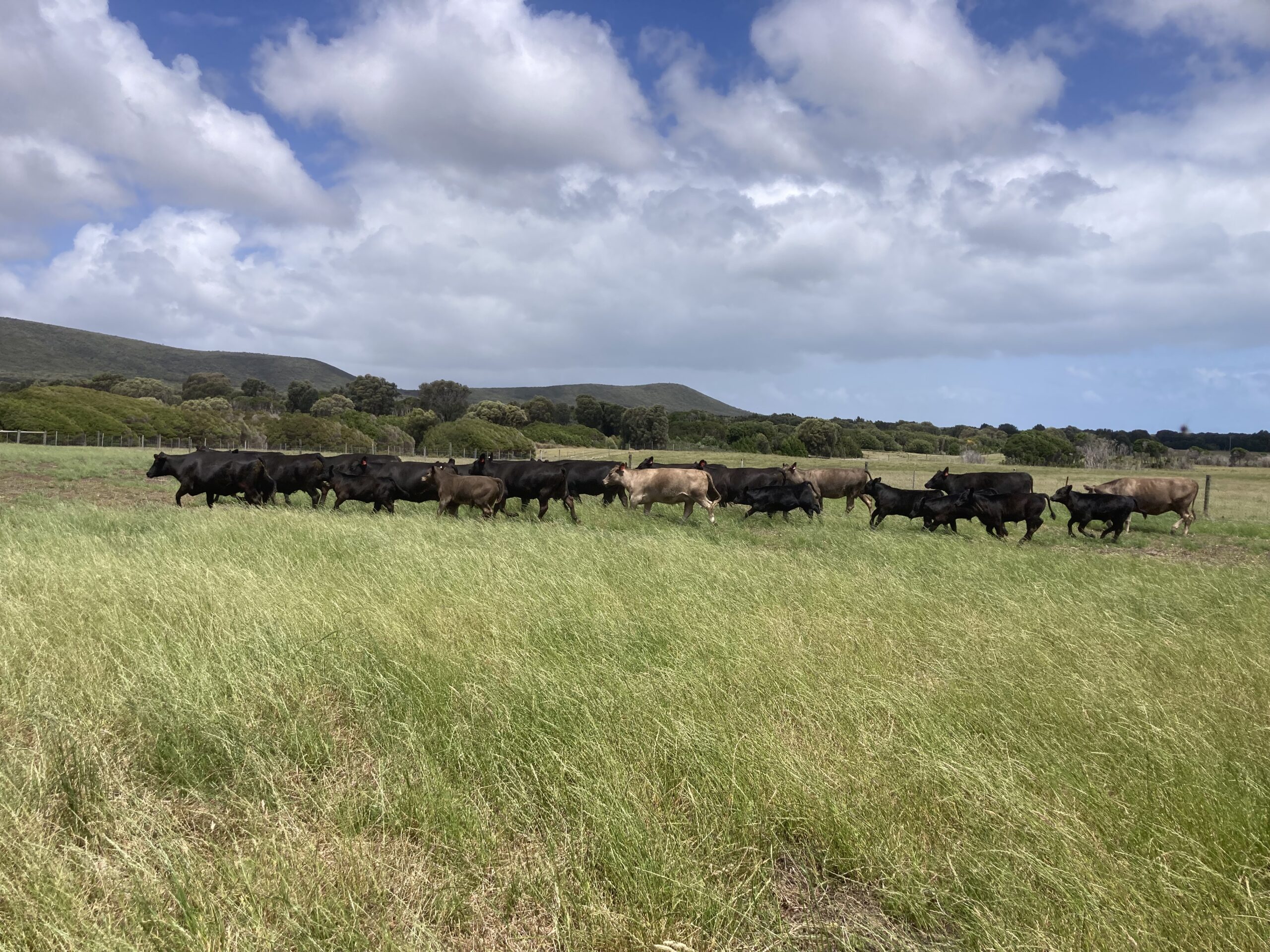 IMG_1134 SDBarrett&ACBlyth, cattle, farming, flinders island, tasmania, australia , murray grey, angus