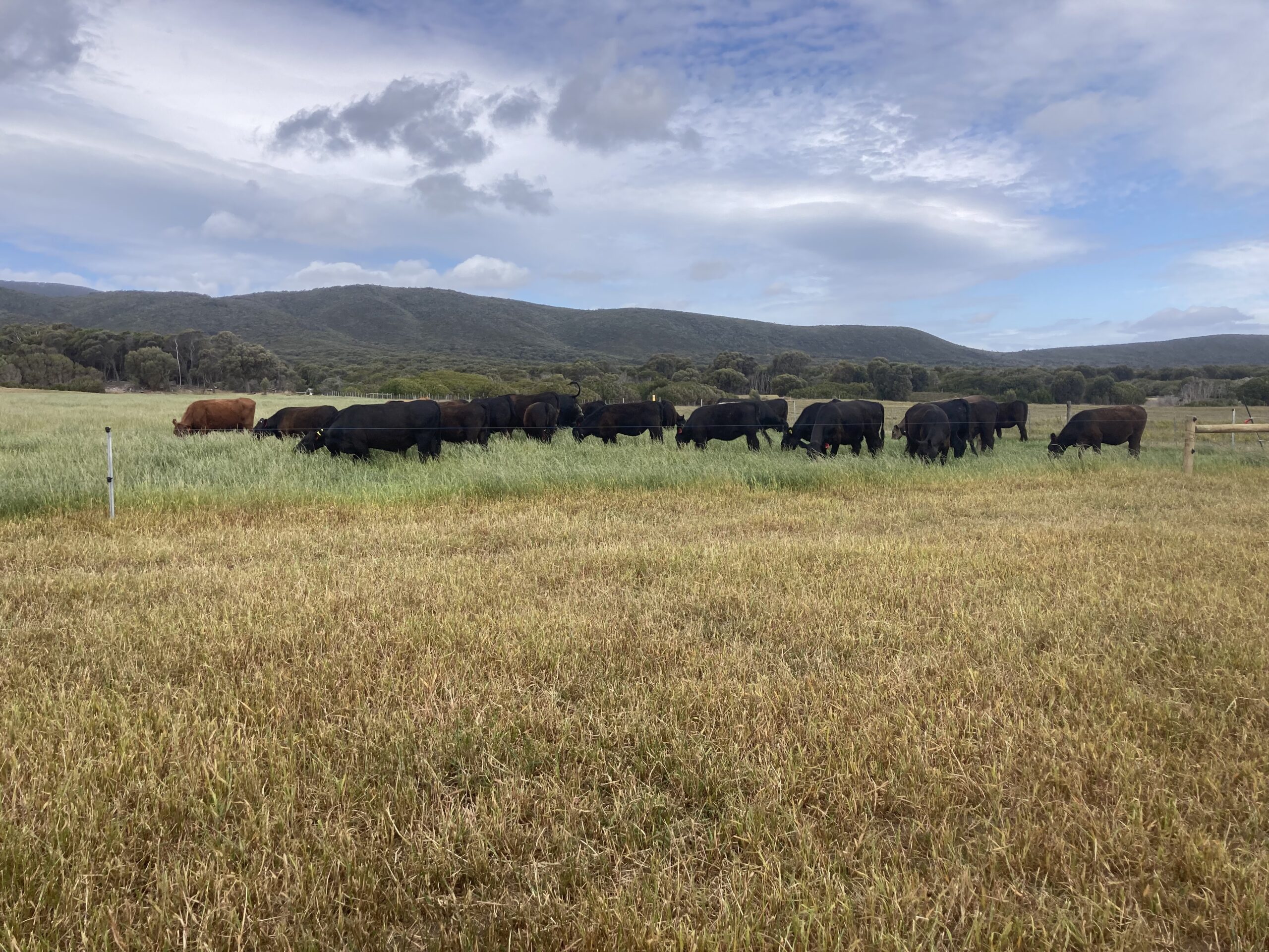 IMG_8071 SDBarrett&ACBlyth, cattle, farming, flinders island, tasmania, australia , murray grey, angus