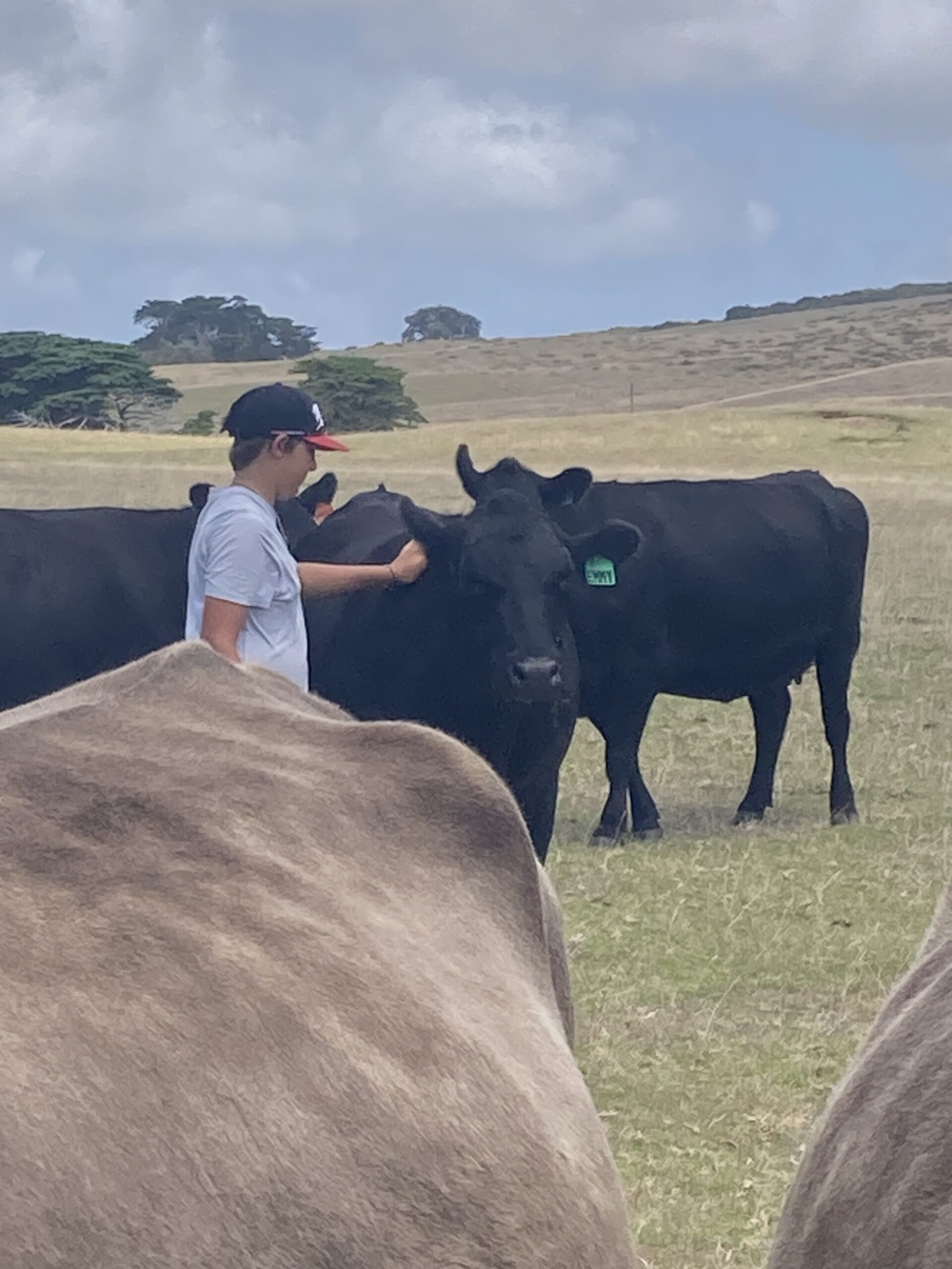 IMG_8587 SDBarrett&ACBlyth, cattle, farming, flinders island, tasmania, australia , murray grey, angus