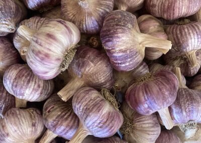 flinders island organic garlic grown tasmania