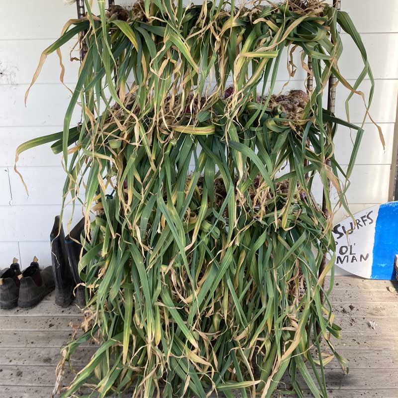 drying-of-garlic