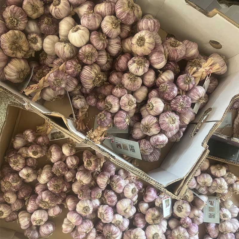 garlic-bulbs
