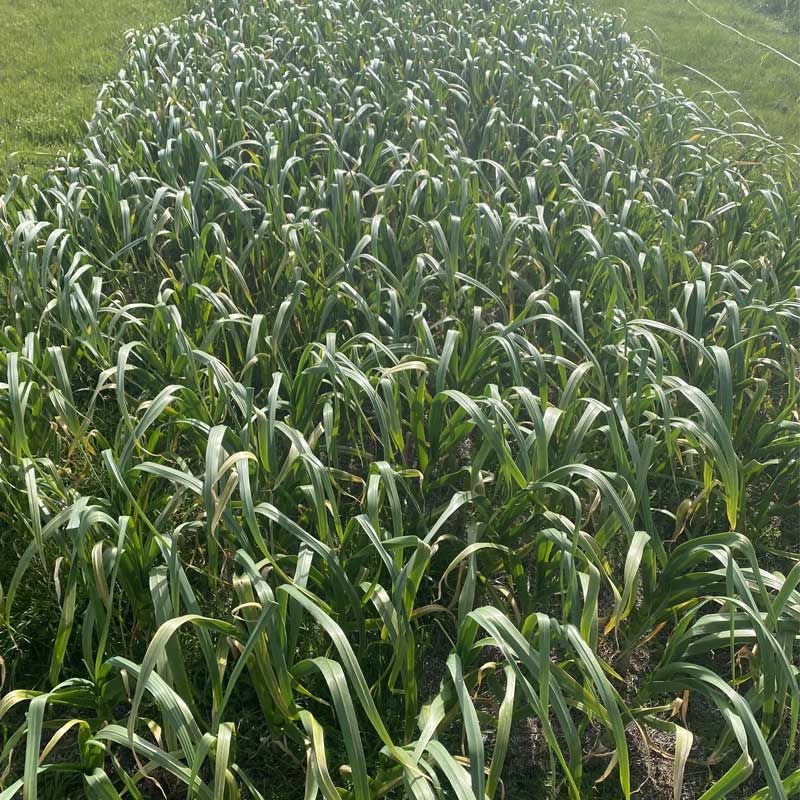 garlic-field-spring