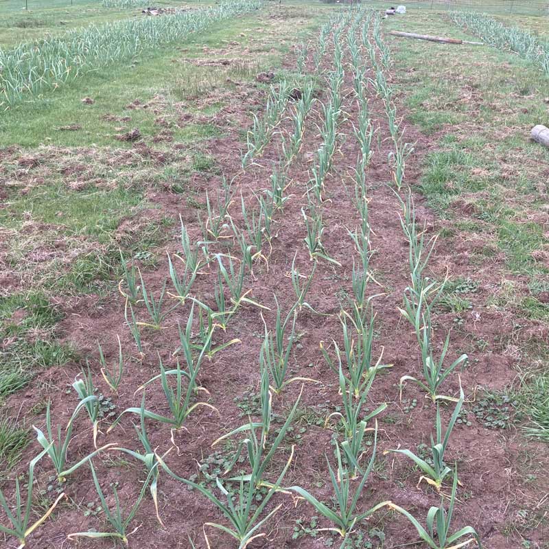 garlic-field