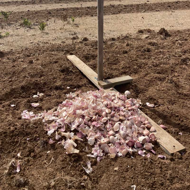 garlic-peels