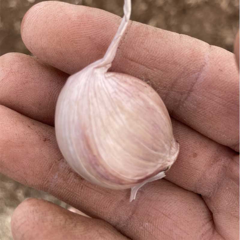 our-garlic