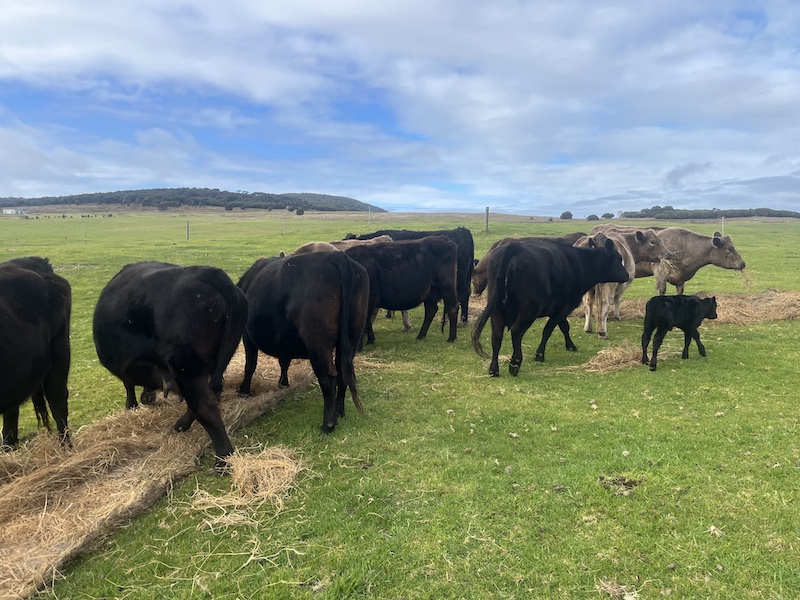 45A95311-EF40-4737-95D2-6862C851DA32 copy flinders grown cattle, island, angus, murray grey