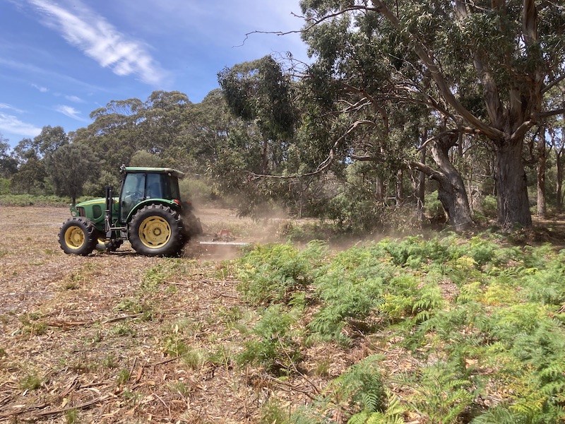organic garlic flinders island